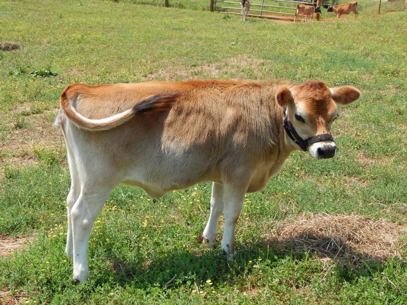 White Star Miniature Jerseys Cattle For Sale...